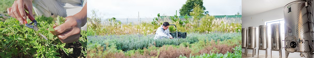 ?金ケ崎薬草酒造